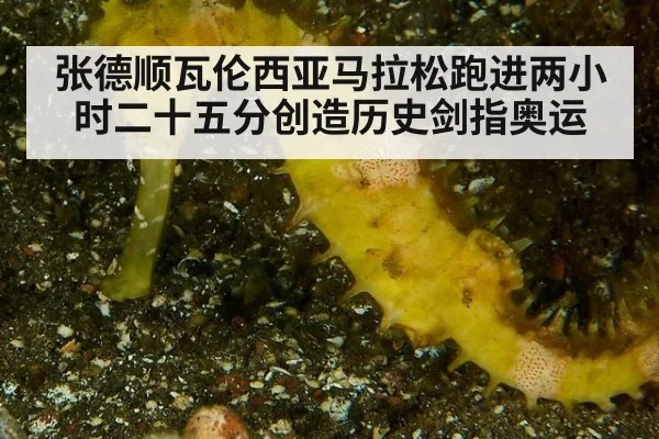 张德顺瓦伦西亚马拉松跑进两小时二十五分创造历史剑指奥运